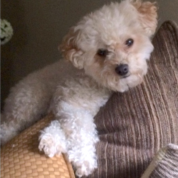 PLEASE LIKE THIS LISTING TO BE NOTIFIED OF FUTURE SHOWS. 💗💗💗 - Picture 3 of 3